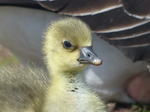 FZ028489 Gosling close up.jpg